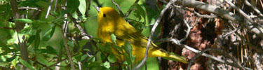 Yellow Warbler